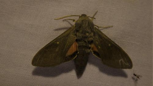 Hyles vespertilio